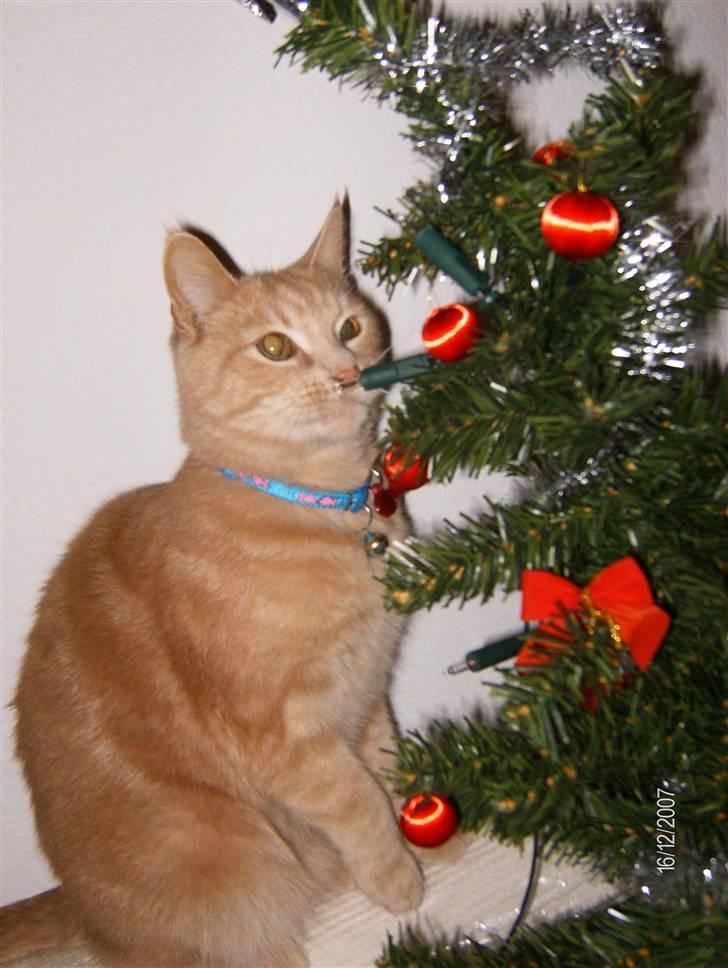 Huskat culo billede 19