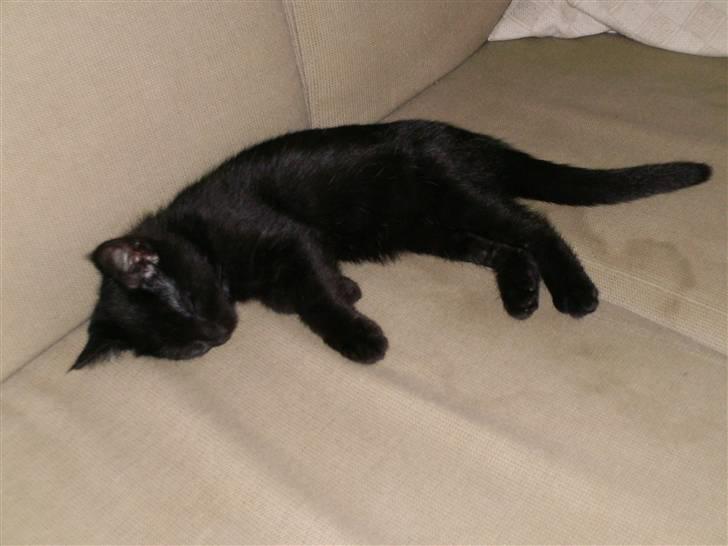 Blanding af racer Laban billede 1