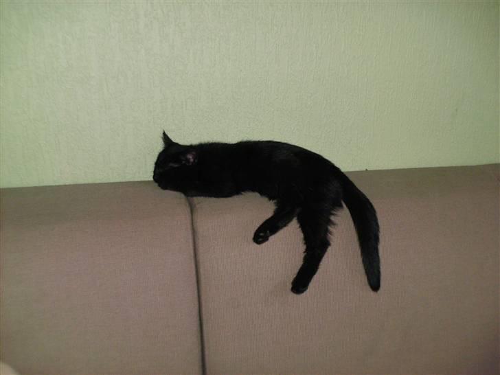 Blanding af racer Laban billede 2