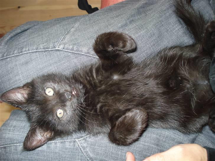 Blanding af racer Laban billede 4