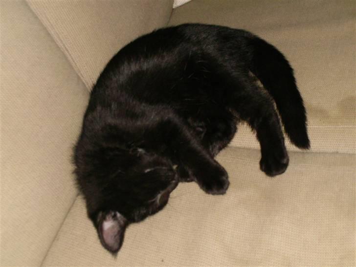 Blanding af racer Laban billede 5