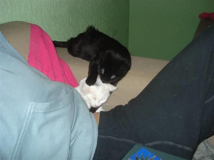 Blanding af racer Laban billede 6