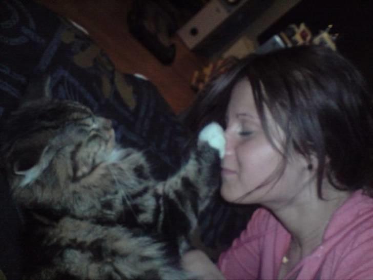 Norsk Skovkat Rofus - Elsker den kat <3 billede 15