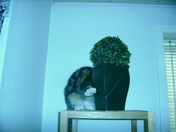 Norsk Skovkat Rofus - Den potteplante, står så ikke længere der.... den ligger i skaldespanden i 1000 dele - IK os ROFUS :b billede 16