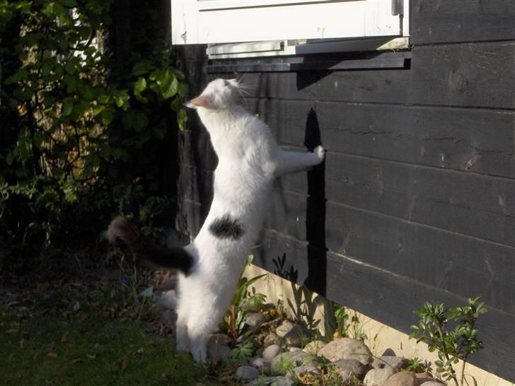 Huskat Uffe - R.I.P - Hvad laver du mor? billede 9