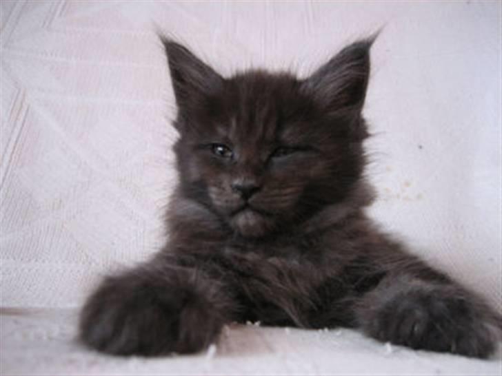 Maine Coon Holy Smoke billede 12