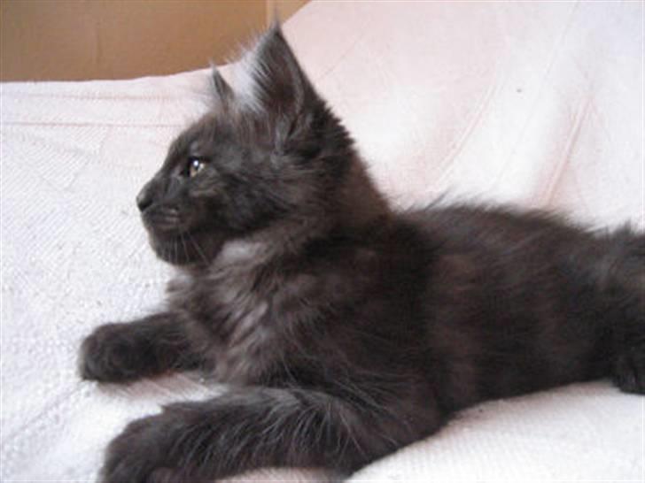Maine Coon Holy Smoke - Ja ja - min profil kommer... billede 13