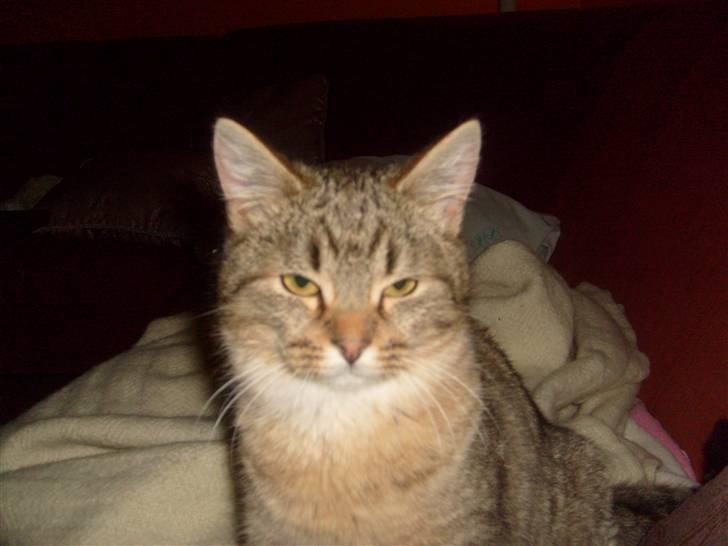 Blanding af racer Sigo - Jeg føler mig lækker :D billede 7