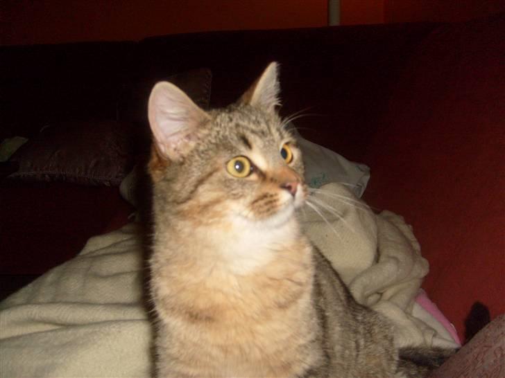 Blanding af racer Sigo - Hvad var det .. ?? hmm  billede 8