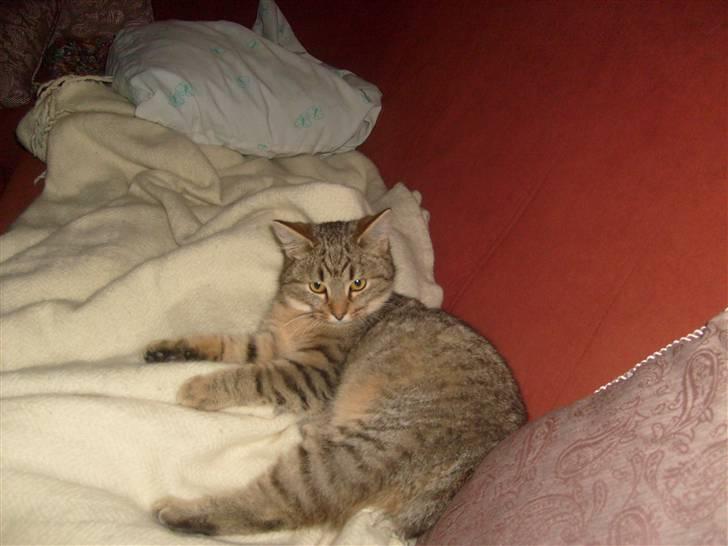 Blanding af racer Sigo - ik flere billeder takk..  billede 9