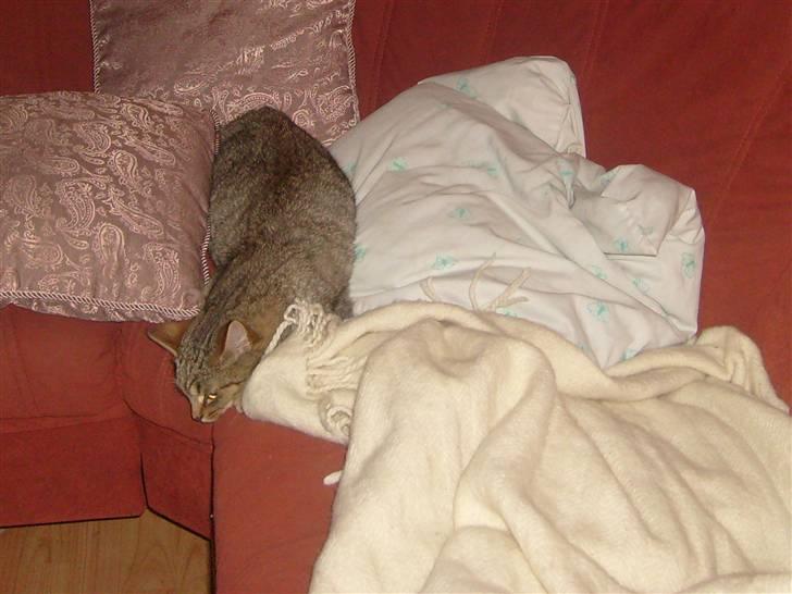 Blanding af racer Sigo - den tossede sigo der ligger på lur ..  billede 10