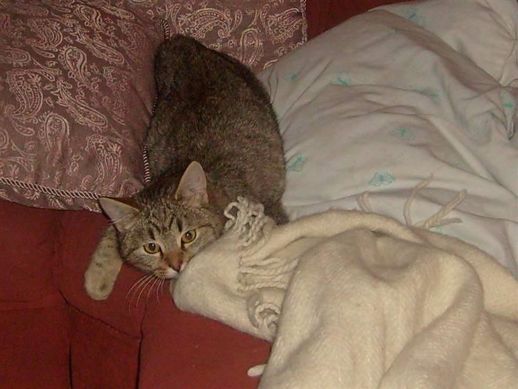 Blanding af racer Sigo - TRÆT TRÆT ja det er lige hvad jeg er .. TRÆT . :D billede 11