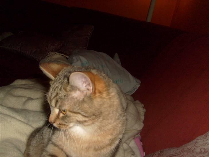 Blanding af racer Sigo - lad så vær med at tage så mange billeder af mig Amanda !!  billede 12