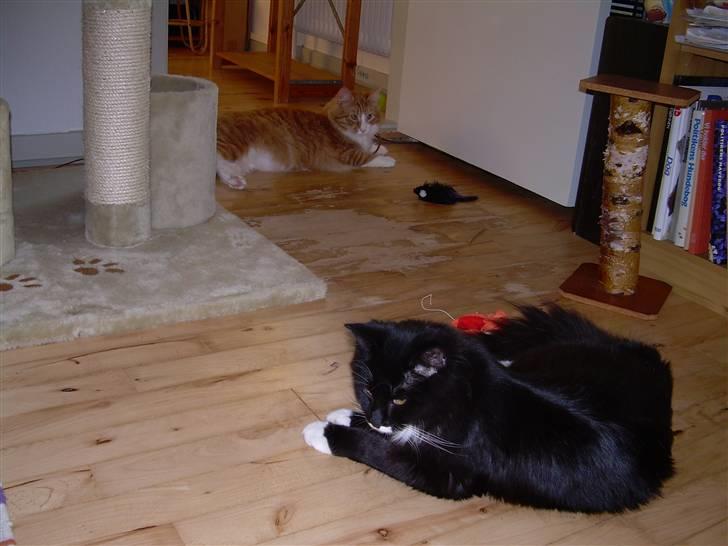 Blanding af racer Musti - py ha slapper lige af efter en pøle tur billede 8