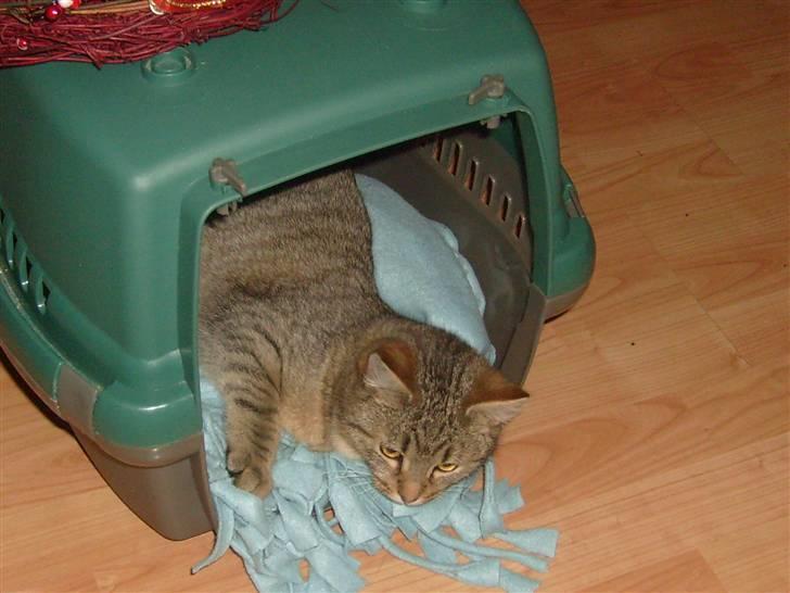 Blanding af racer Sigo - ja i kan næsten gætte hvad jeg nu er .. hehe ja det er rigtigt jeg er træt :D billede 13