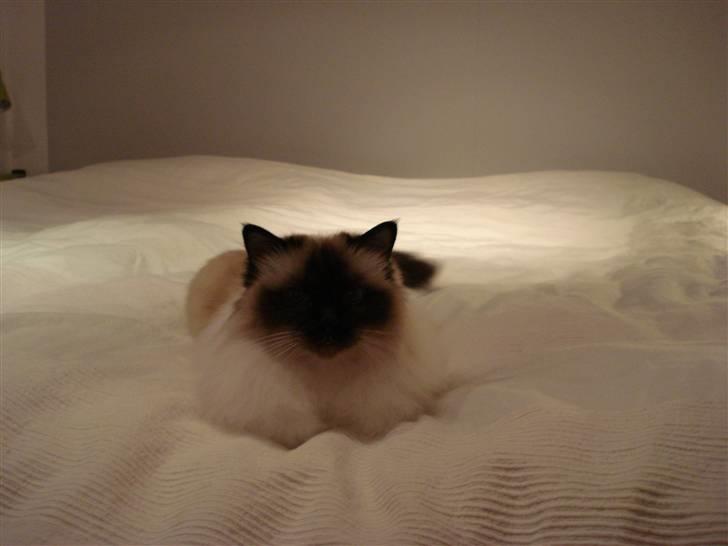 Hellig Birma silky - er je ikke bare lækker???????????? billede 1