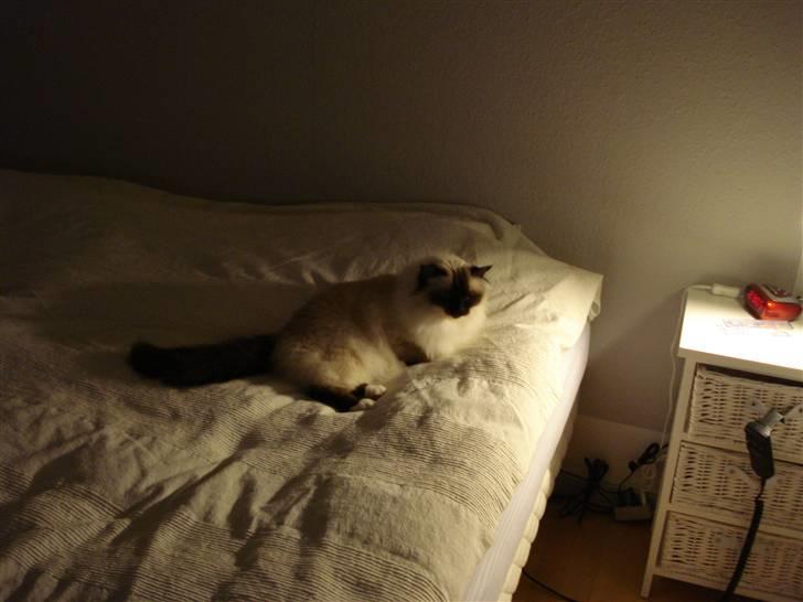 Hellig Birma silky - jeg tager mig lige en lille middags lur billede 2