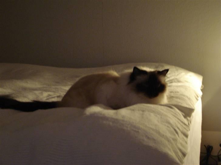 Hellig Birma silky billede 3