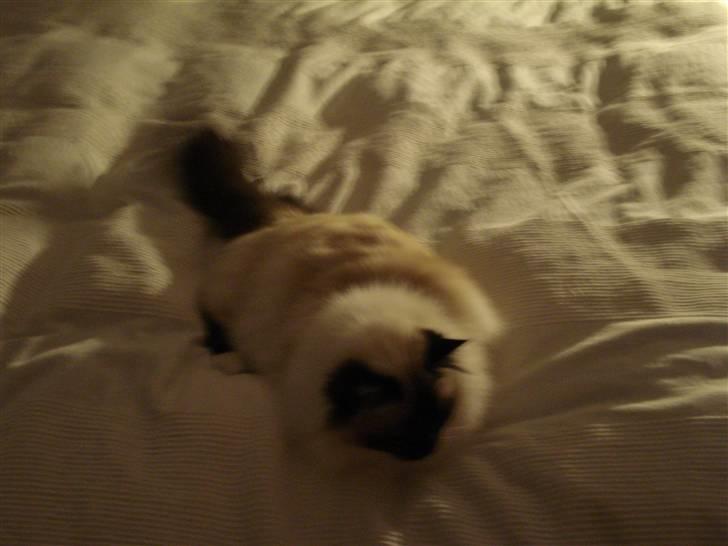 Hellig Birma silky billede 4