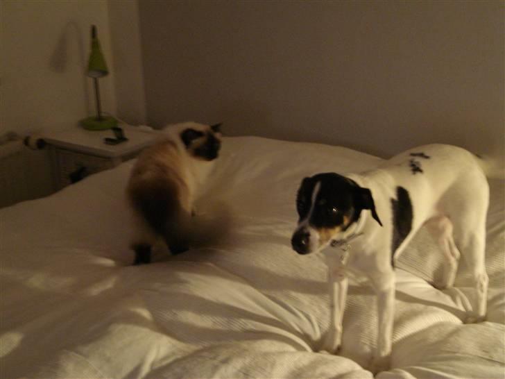 Hellig Birma silky - her er jeg med en af min gode ven pluto billede 5