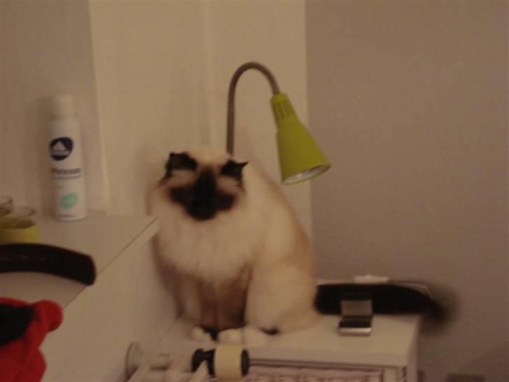 Hellig Birma silky billede 6