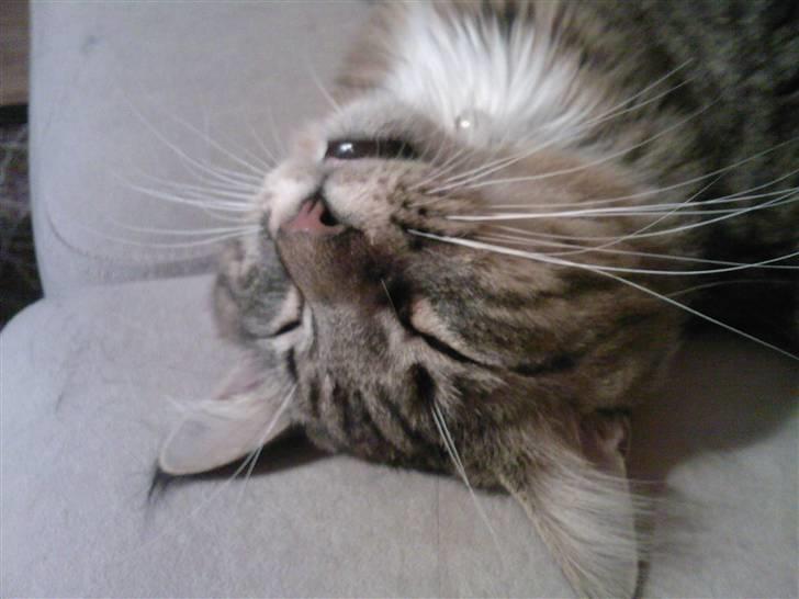 Blanding af racer Chemi billede 8