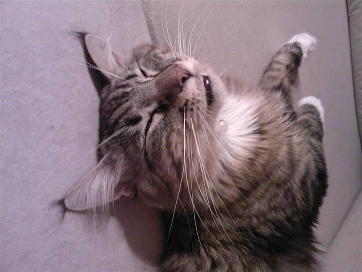 Blanding af racer Chemi billede 9