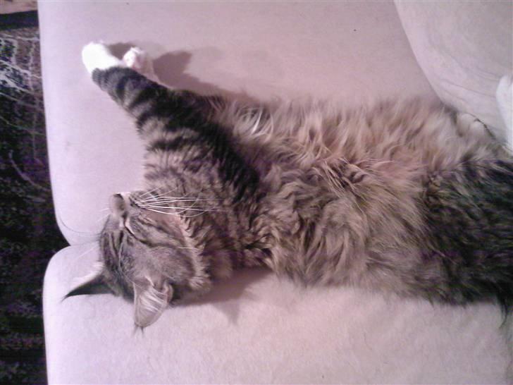 Blanding af racer Chemi billede 10