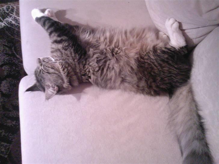 Blanding af racer Chemi billede 11