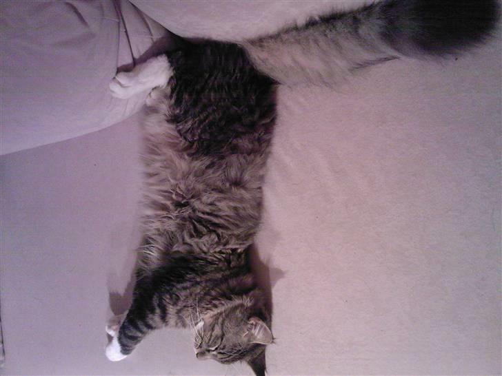 Blanding af racer Chemi billede 12