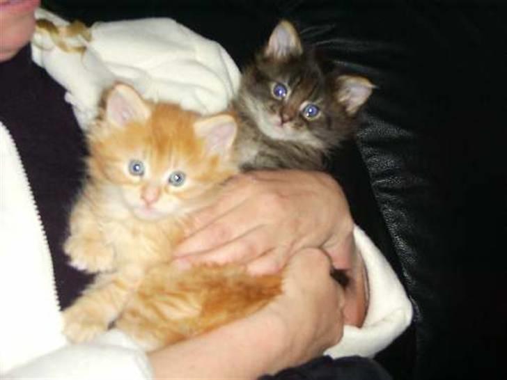 Maine Coon Rudebeck's Alive - Billeder fra han var killing, hos opdrætter :o) billede 1