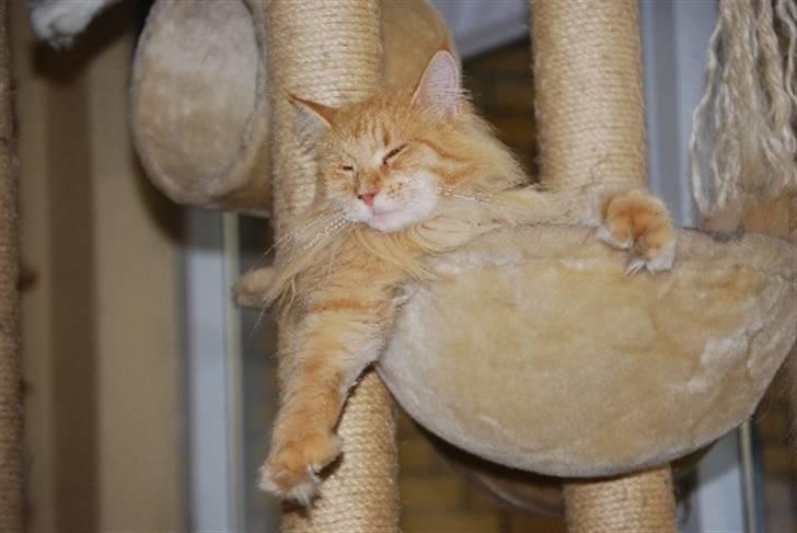 Maine Coon Rudebeck's Alive billede 2