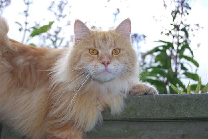 Maine Coon Rudebeck's Alive billede 3