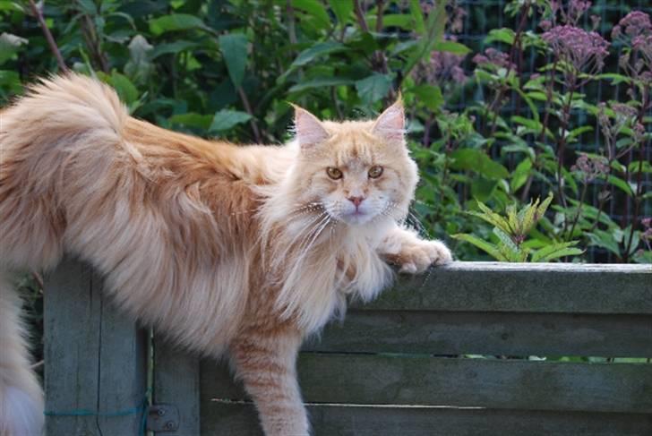 Maine Coon Rudebeck's Alive billede 4