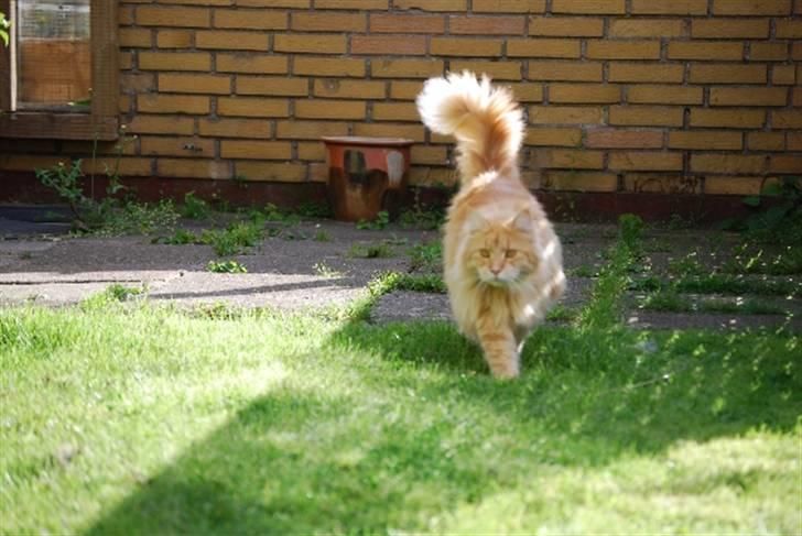 Maine Coon Rudebeck's Alive billede 5