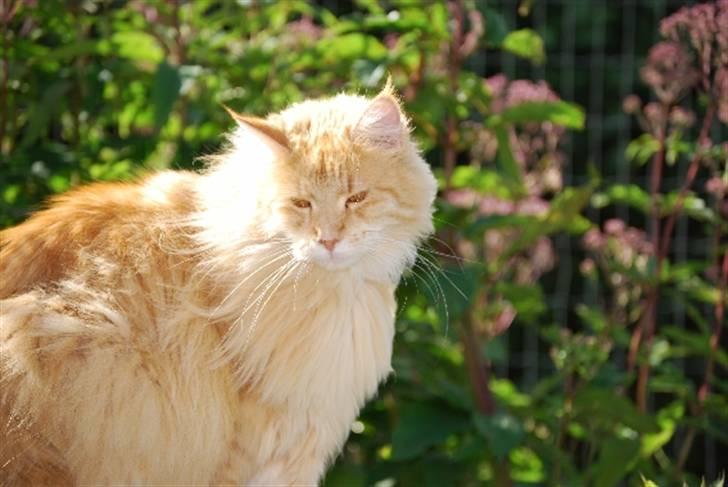Maine Coon Rudebeck's Alive billede 6