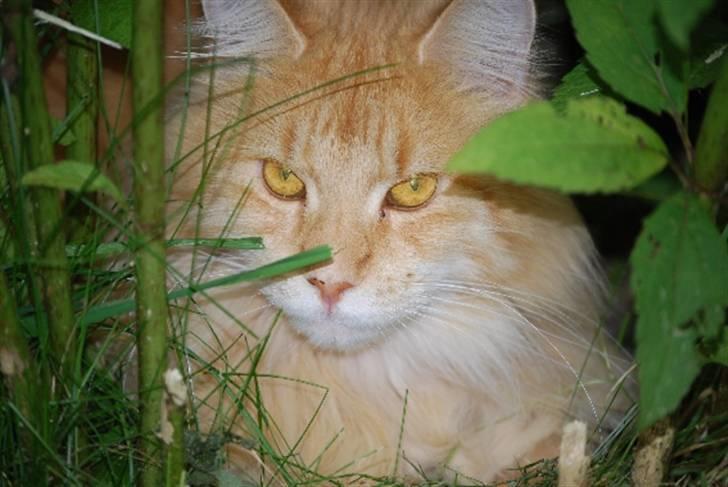 Maine Coon Rudebeck's Alive billede 7