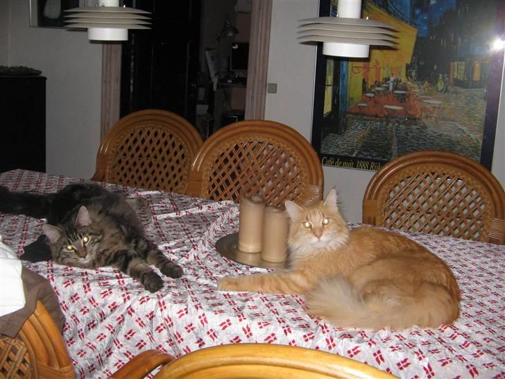 Maine Coon Rudebeck's Alive - Så er Alive flyttet ind her hos os, og Viktor har taget godt imod ham :o) billede 8