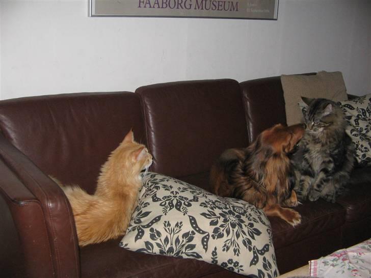 Maine Coon Rudebeck's Alive - Hund og katte i sofaen to dage efter Alive er flyttet ind. billede 9