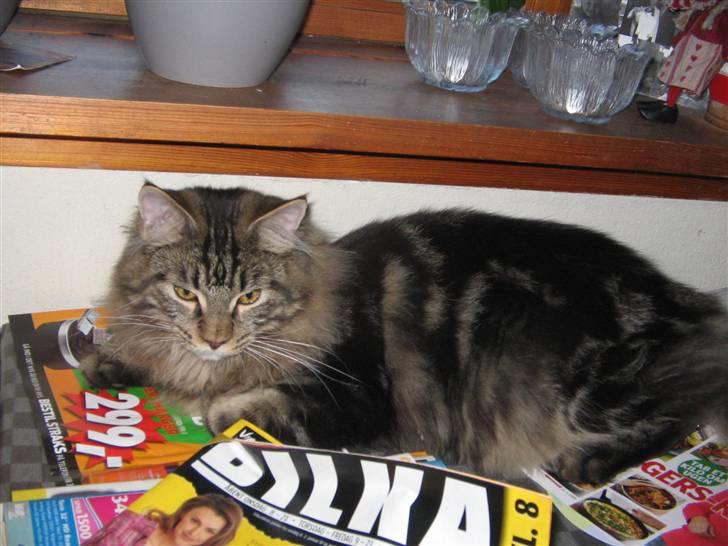 Maine Coon Viktor billede 9