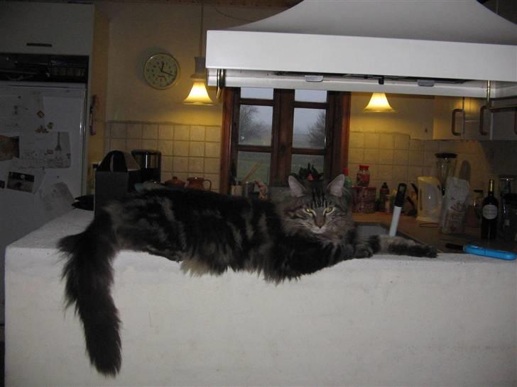Maine Coon Viktor billede 10