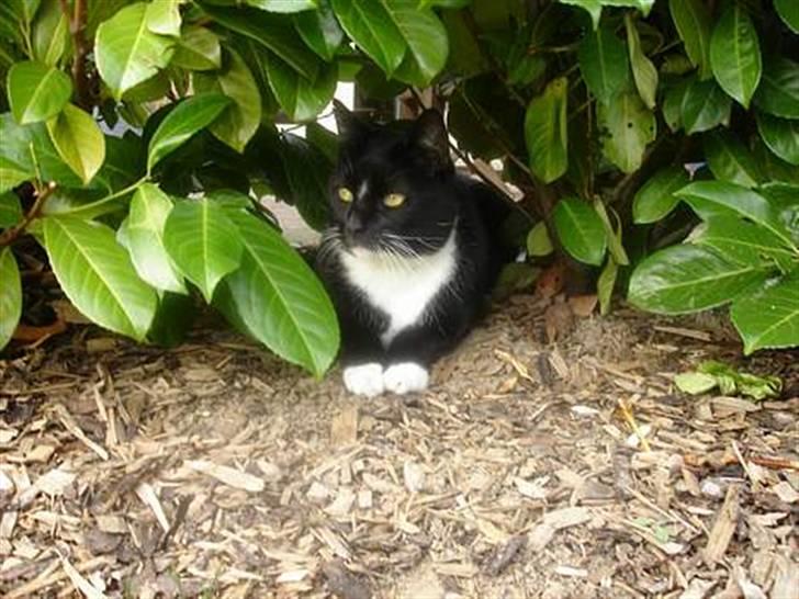 Huskat Vimse billede 9