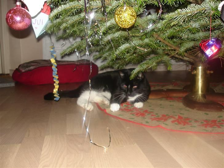 Huskat Vimse billede 10