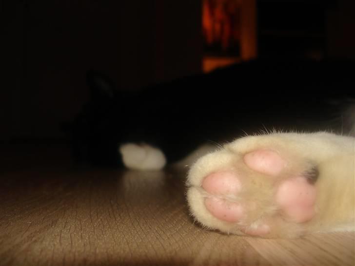 Huskat Vimse - Min fine potte, skulle til at sparke i kamaret ;p billede 11