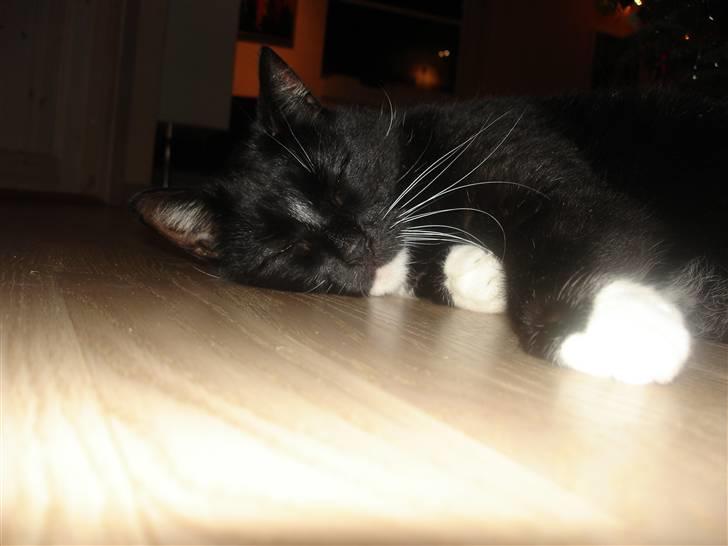 Huskat Vimse billede 12