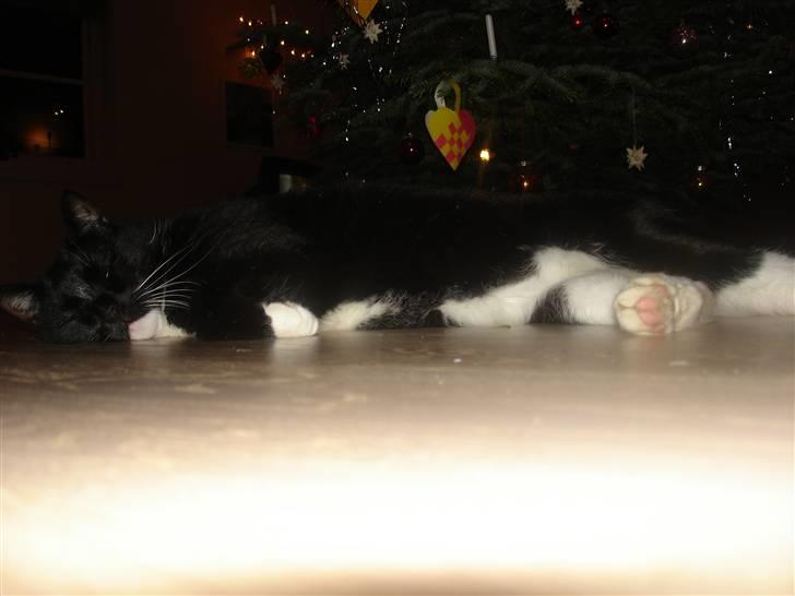 Huskat Vimse billede 13