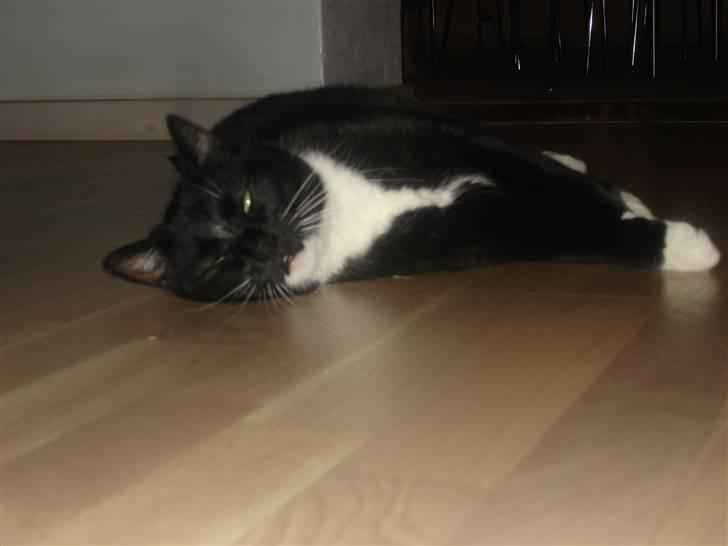 Huskat Vimse - Slapper lige af foran brande oven :D billede 14