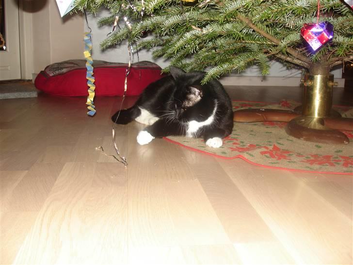 Huskat Vimse billede 15