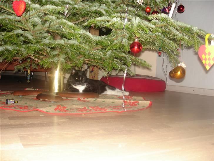 Huskat Vimse - Liger lige under jule træet d. 25 december. billede 16