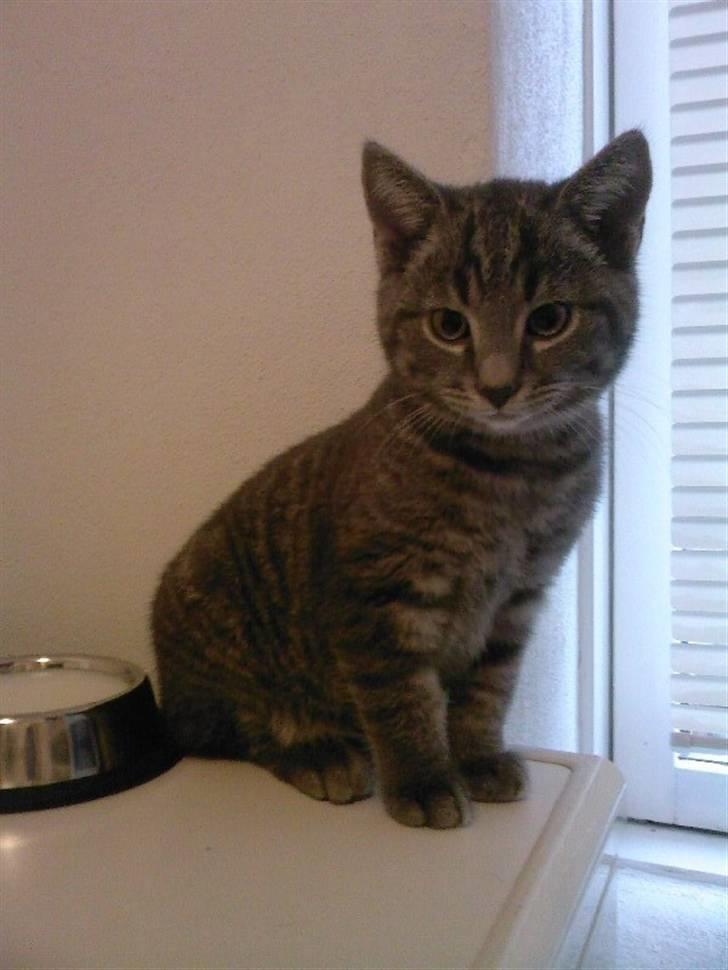 Blanding af racer Miv - the king.... billede 1